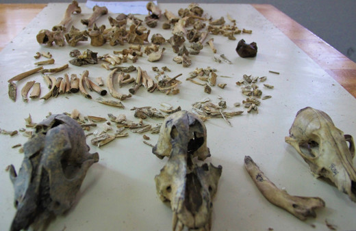 İnsanların ilginç beslenme alışkanlığı! Köpek etini pişirerek tüketiyorlarmış