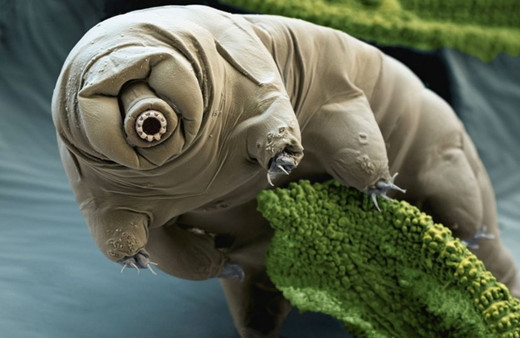 Yaşam olabilir! İsrail'in Ay'a çakılan aracındaki su ayıları