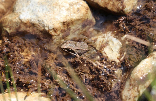 Dünyada sadece Tavas ilçesinde görülüyor Denizli'de seferberlik ilan edildi