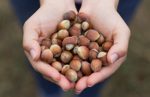 Ferrero: Türkiye 2 milyon ton fındık üretebilecek kapasitede