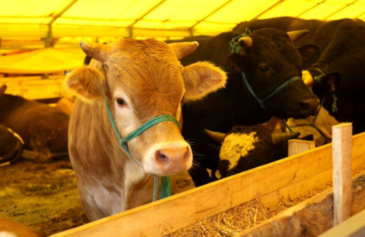 Kurban Bayramı 2020 ne zaman hangi aya denk geliyor?