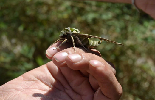 Manisa'da bitkin halde bulundu türünün en hızlısı yalnızca gece uçabiliyor