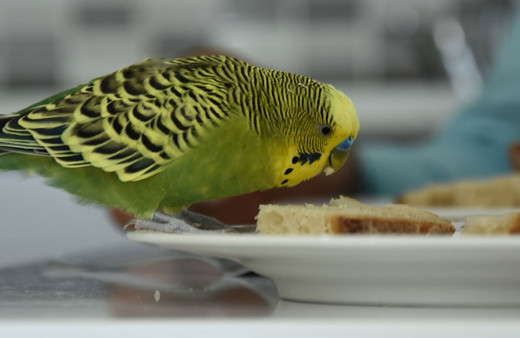 Muhabbet kuşunun Recep Tayyip Erdoğan aşkı! Bildiği kelimeler şaşkına çevirdi