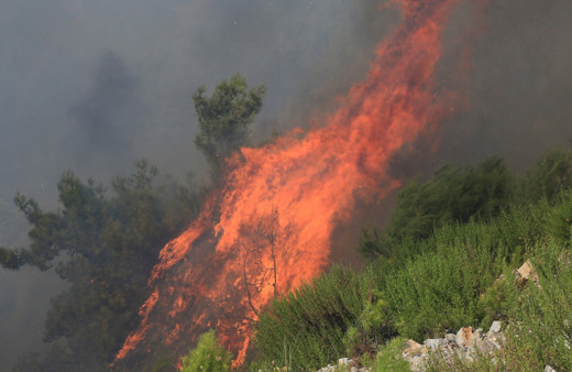 Orman Genel Müdürlüğü açıkladı! Ağustos'ta yüzlerce hektarlık ormanlar yok oldu