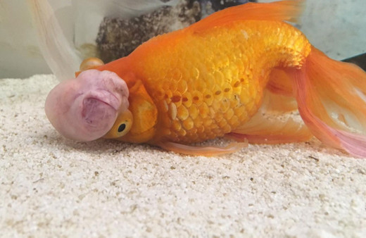 Japon balığına dev operasyon başındaki büyük tümör alındı