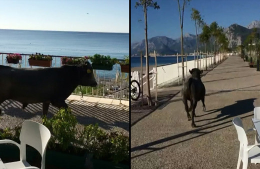 Haluk Levent kesime götürülürken kaçan kurbanlık boğa için devreye girdi