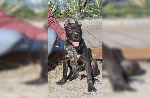 Aydın'da sahibine saldıran köpeği polis vurarak etkisiz hale getirdi