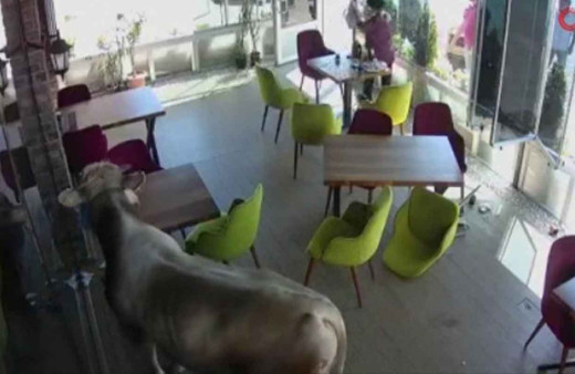 Çorum'da sahibinden kaçan kurbanlık boğa kafeye girdi