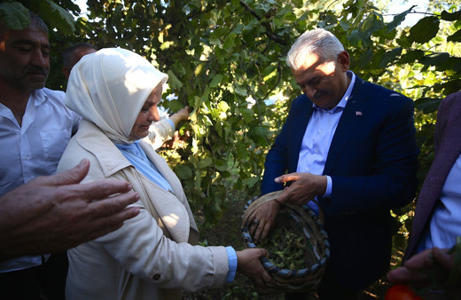 Binali Yıldırım fındık bahçesinde fındık topladı