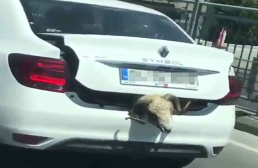 Kurbanlık koyunu otomobil bagajında böyle taşıdı