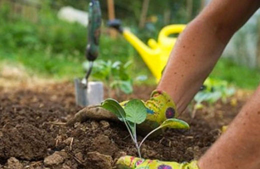 Adalet Bakanlığı'ndan güzel uygulama! Hükümlüler 1 milyon ağaç dikti