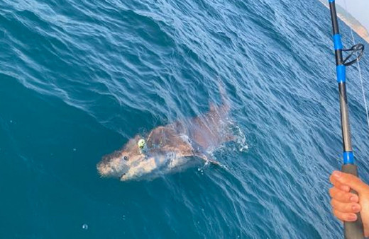 Çanakkale’de amatör balıkçıların oltasına 4 metre uzunluğunda köpek balığı takıldı