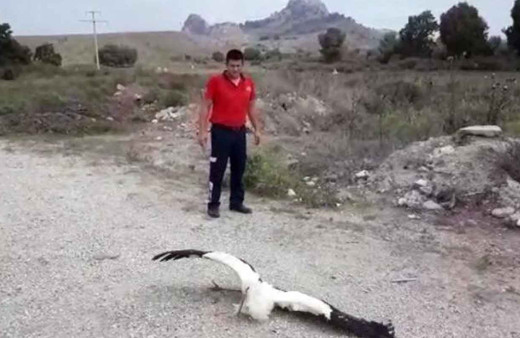 Adana'da leylekleri elektrik çarptı