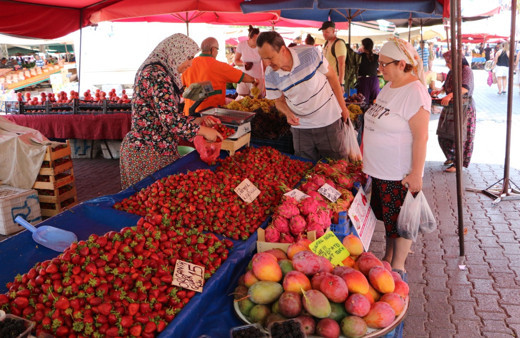 Antalya Gazipaşa'da mango hasadı Tanesi 35 lira