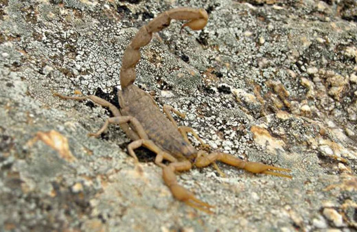 Aydın'da akrep kavanozda 37 yavru dünyaya getirdi