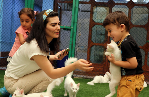 10 yavru doğurup rekor kırmıştı! 'Nazlı' kedi ve yavrularına ziyaretçi ilgisi!