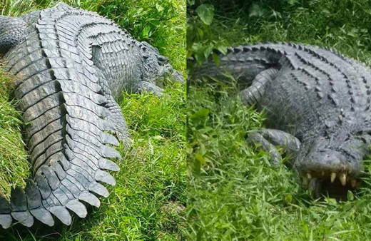 Timsah 10 yaşındaki çocuğu kardeşlerinin gözü önünde canlı canlı yedi