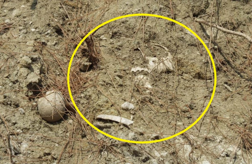 Balıkesir'de yol kenarında çok sayıda kemik ortaya çıktı