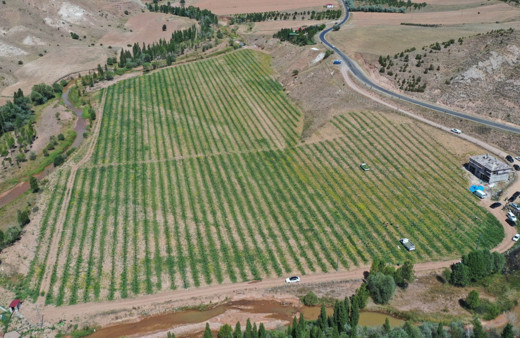 Yetişmez denilen Sivas'ta 150 ton karpuz hasadı