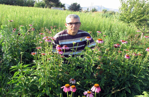 Aydın'da şifa kaynağı ekinezya ve melisa üreticisinin yüzünü güldürdü