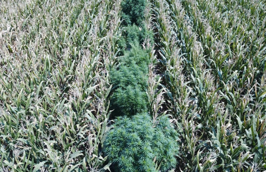 Manisa'da mısır tarlasına ekili kenevir ele geçirildi