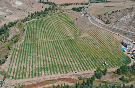 Yetişmez denilen Sivas'ta 150 ton karpuz hasadı