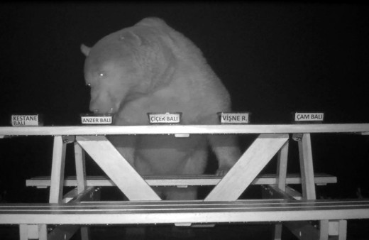 Trabzon'un Sürmene ilçesinde arıcılık tesisine ayı dadandı! Onlar bile balın iyisinden anlıyor