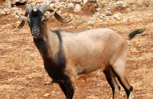 Çok hızlı büyüyor ve çok süt veriyor Antalya'da yeni keçi türü oluştu!