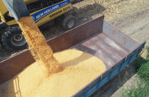 Üretici buruk! Sarı altının rekoltesi düşük bekleniyor