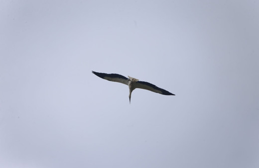 İstanbul'da göç eden leyleklerin çatıdaki molası görenleri mest etti