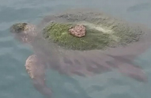 Hatay'da yosun bağlamış kaplumbağayı balıkçılar kurtardı