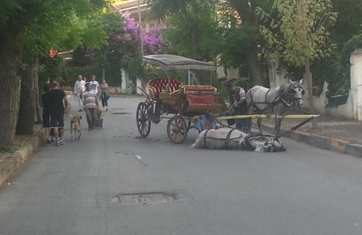 Erdem Gül buna niye ses etmiyor? Adalarda fayton atına eziyetin görüntüsü