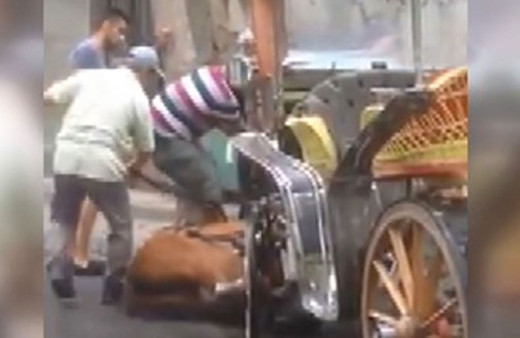 Büyükada'da bir at daha baygınlık geçirdi