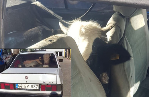 Kaçan arabadan iki inek çıktı jandarmayı dumur eden olay