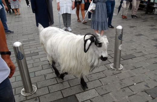 Keçisiyle beraber tam 60 şehir dolaştı! Son durağı Taksim oldu