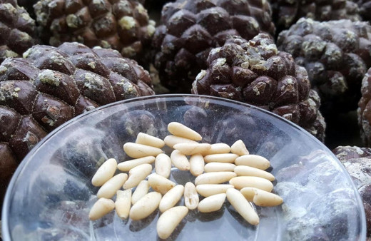 Gölgesi için dikmişti! Şimdi paraya para demiyor