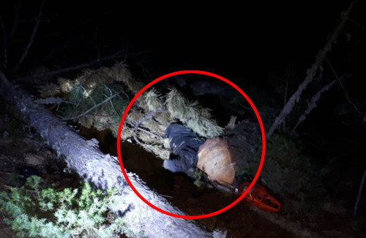 Kestiği ağaç sonu oldu