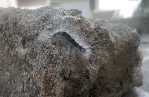 Mahalle sakinleri belediyeden yardım bekliyor! Kadıköy'ü tırtıl sardı