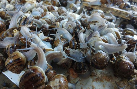 Türkiye'nin kuluçkahaneli ilk salyangoz merkezi İzmir'de! Tüm dünyaya ihraç ediliyor