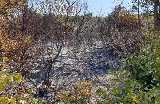 Aydın'da makilik alanı ateşe veren şahıs yakalandı