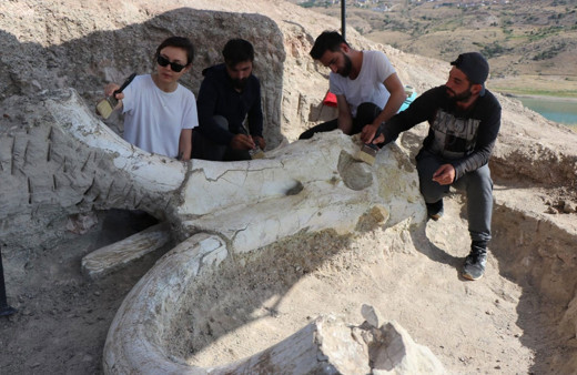 Kayseri'de bulundu! Fillerin atası... 7,5 milyon yıllık Choerolophodon'a cinsine ait fosil