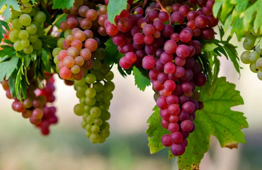 Üzümün bu faydalarını daha önce duymadınız! Çok şaşıracağınız bilgiler