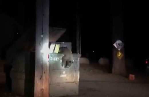 Konteynırda mahsur kalan yavru ayıyı polis kurtardı