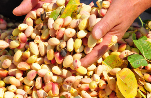 Menengiç ağaçlarından tonlarca Antep fıstığı elde ediyorlar