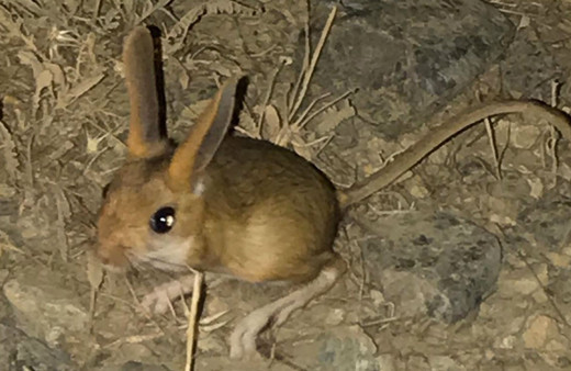 Tunceli’de kanguru faresi görüntülendi
