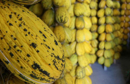 Tadı dünyaya ün salan Kırkağaç kavunları askıda