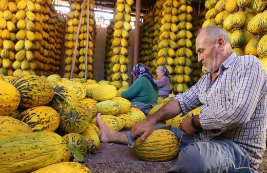 Bu kavun kışın da yeniyor! Manisa'da çiftçiler hasada başladılar