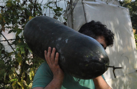 Bartın'da Çin işi tohumdan bu çıktı köylülerin ödünü kopartan salatalık