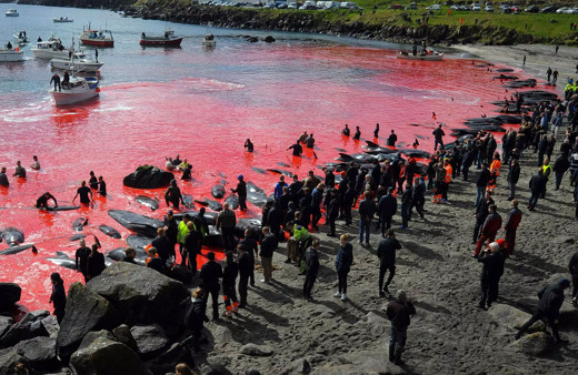 Geleneksel 'yunus' katliamı Japonya'da başladı yine dünyadan tepkiler yağdı