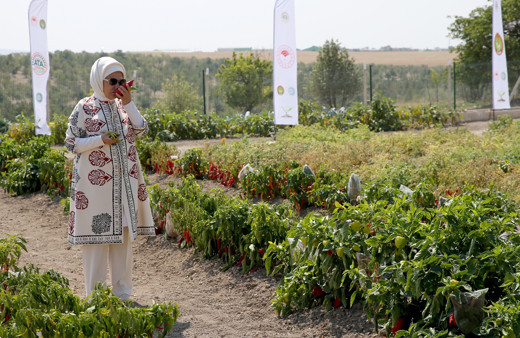 Emine Erdoğan "Ata Tohumu Projesi" tanıtım toplantısına katıldı sebzeleri kokladı